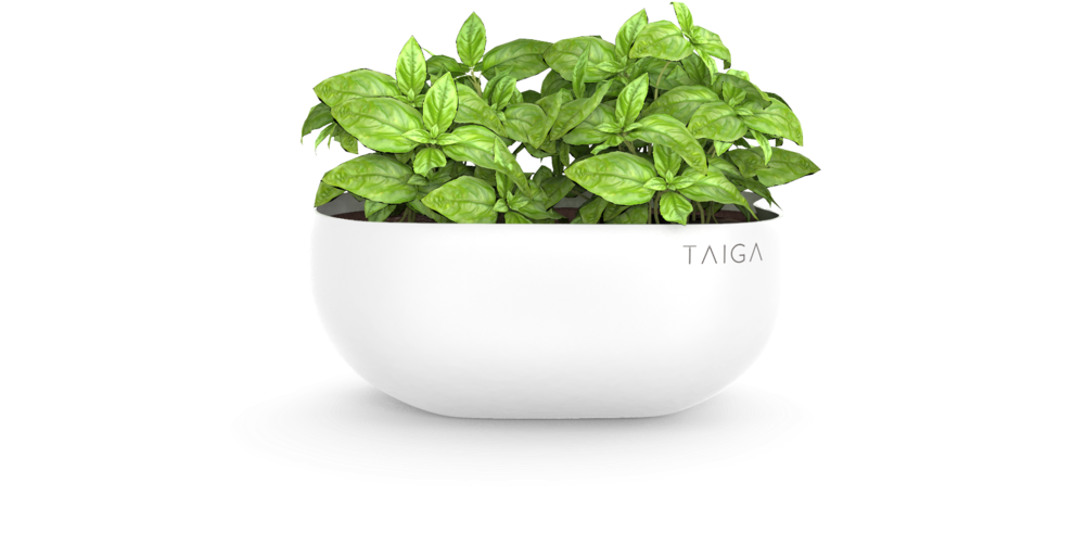 Basil Pot (1000x522), Png Download