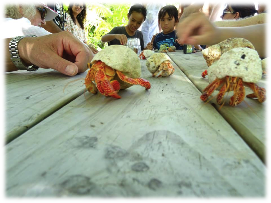 Crabs (865x648), Png Download