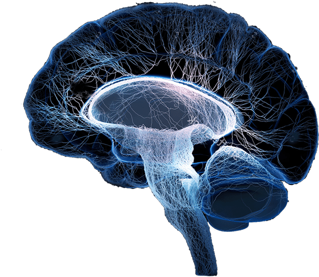 Cerebro (1240x868), Png Download