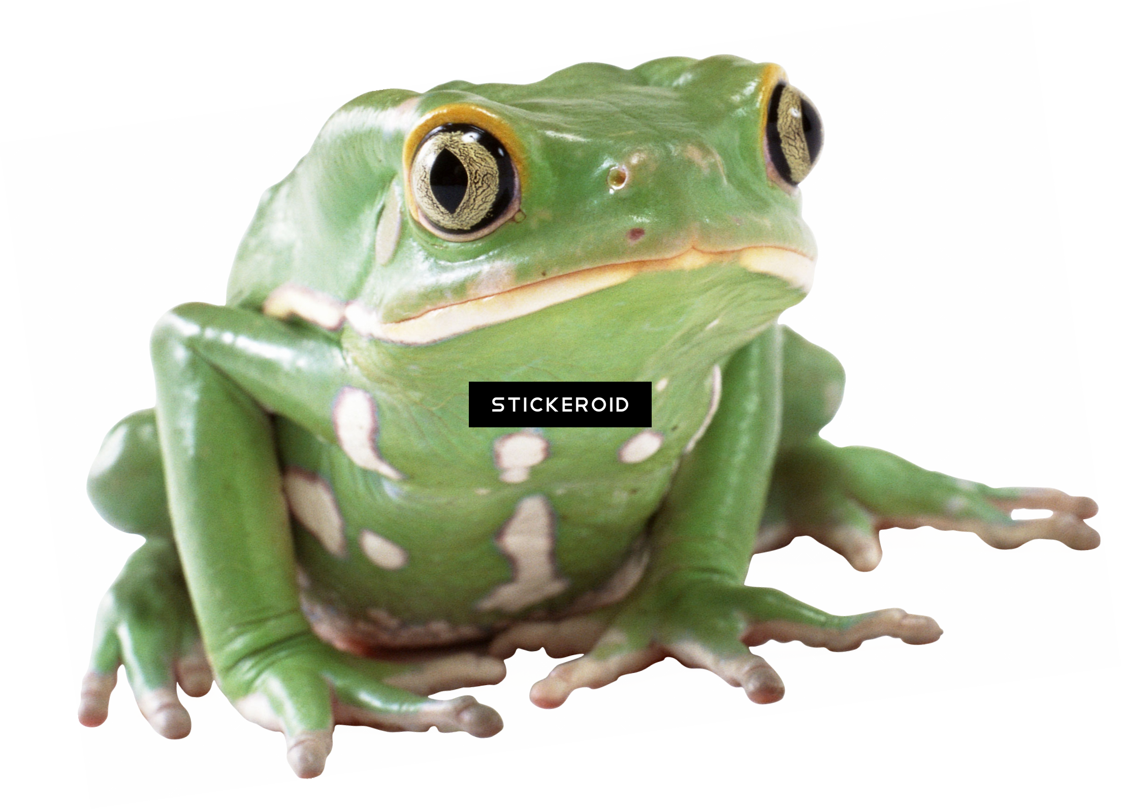 Frog (2207x1594), Png Download