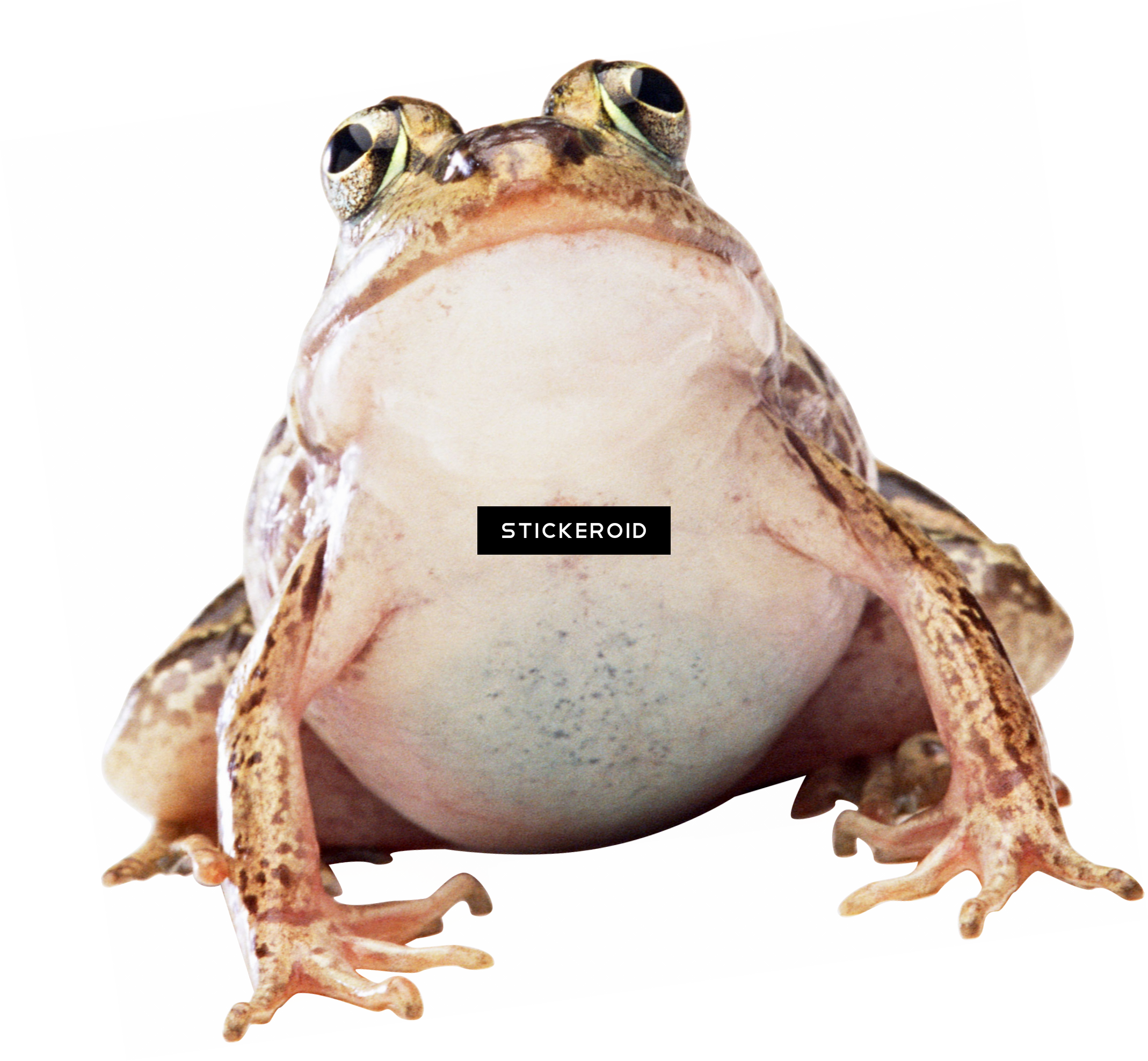 Green Frog (2138x1976), Png Download