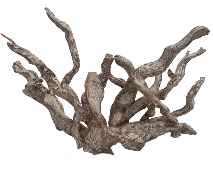 Coral (720x720), Png Download