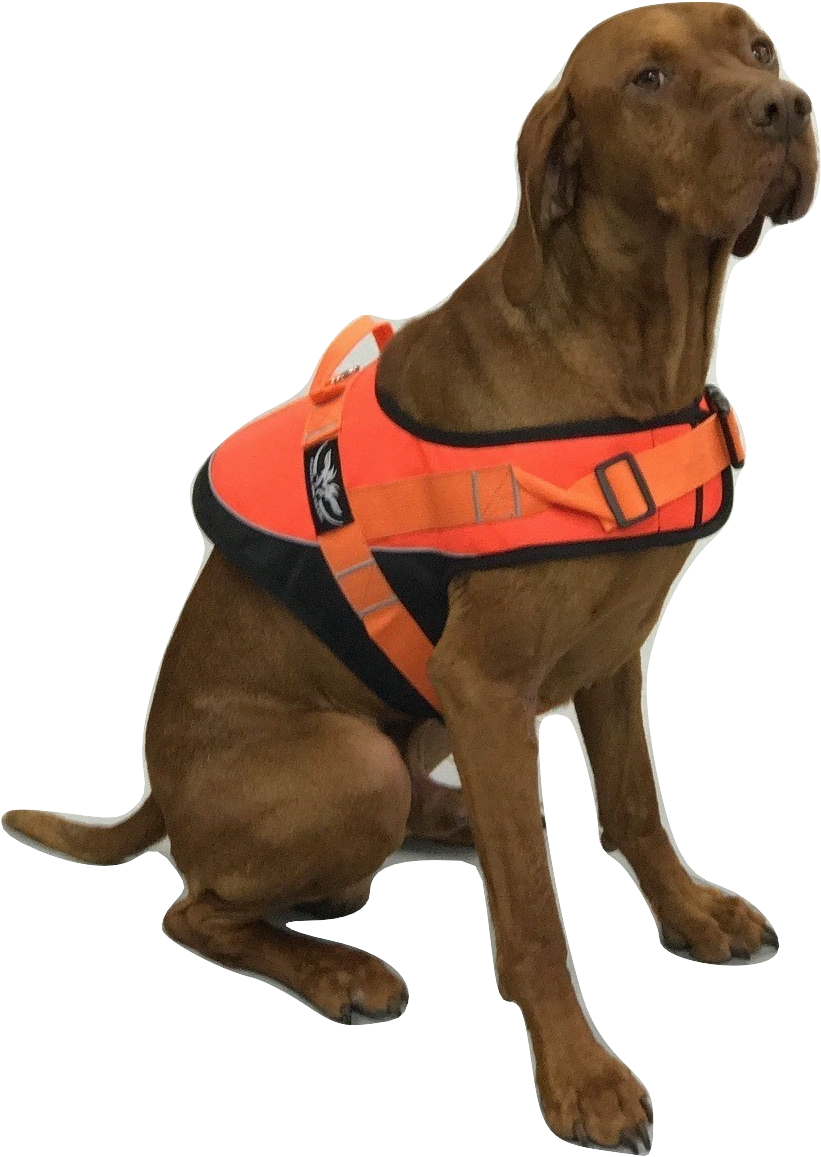 Dog Safety Vest (902x1270), Png Download