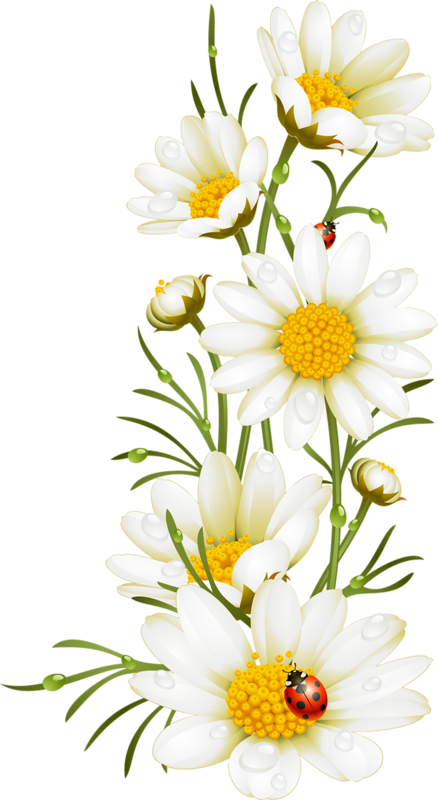 Kw - Illustyration Poppy (438x800), Png Download