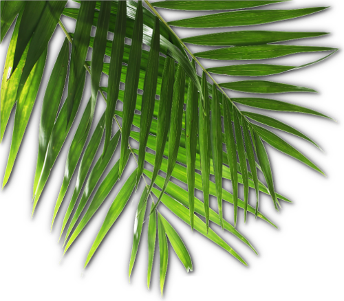 Luau Png (500x438), Png Download