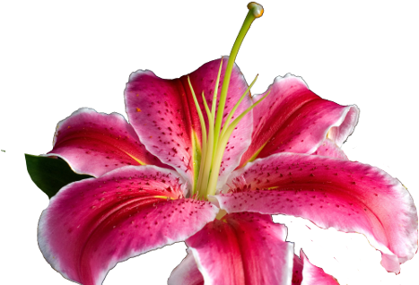 Royal Kona Luau 1 808 672 - Stargazer Lily (500x333), Png Download