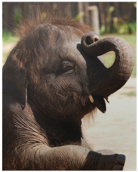 Baby Elephant (400x400), Png Download