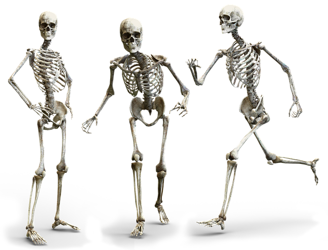 Skeleton Bone (445x340), Png Download