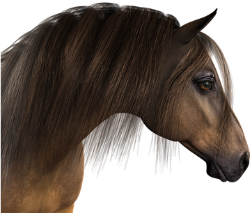 Horse Head Horse Head Animal Mane Animal P - Cabeza De Caballo Png (425x340), Png Download