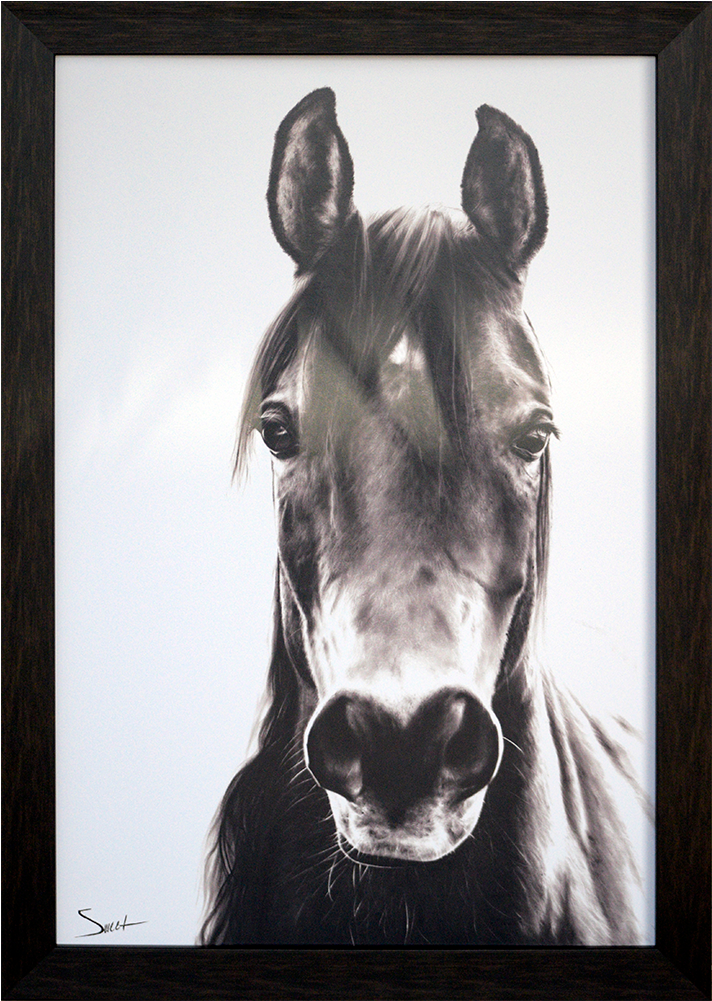 Paragon - Horse Portrait - Brayden Studio 'horse Portrait' Framed Graphic Art (1000x1000), Png Download