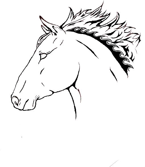 Horse Head Drawing Pictures At Getdrawings - Drawing (518x681), Png Download