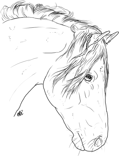 Horse Head Line At Getdrawings Com Free - Horse (800x531), Png Download