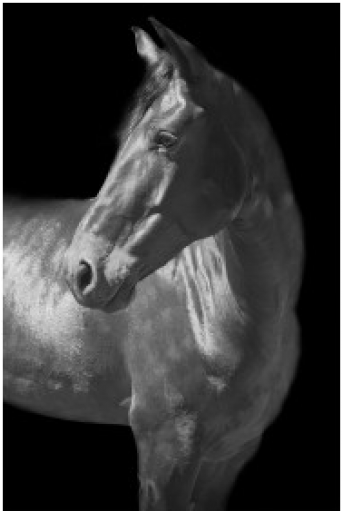 Grey Horse Turned Left On Black Background, 40 X - White Horse Turned Head (510x510), Png Download
