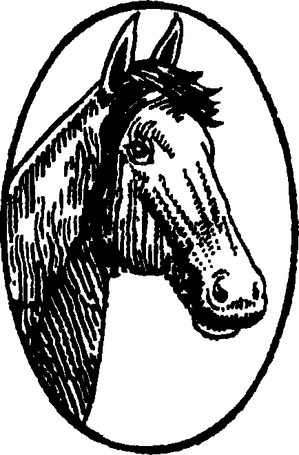 Mustang Horse (434x659), Png Download