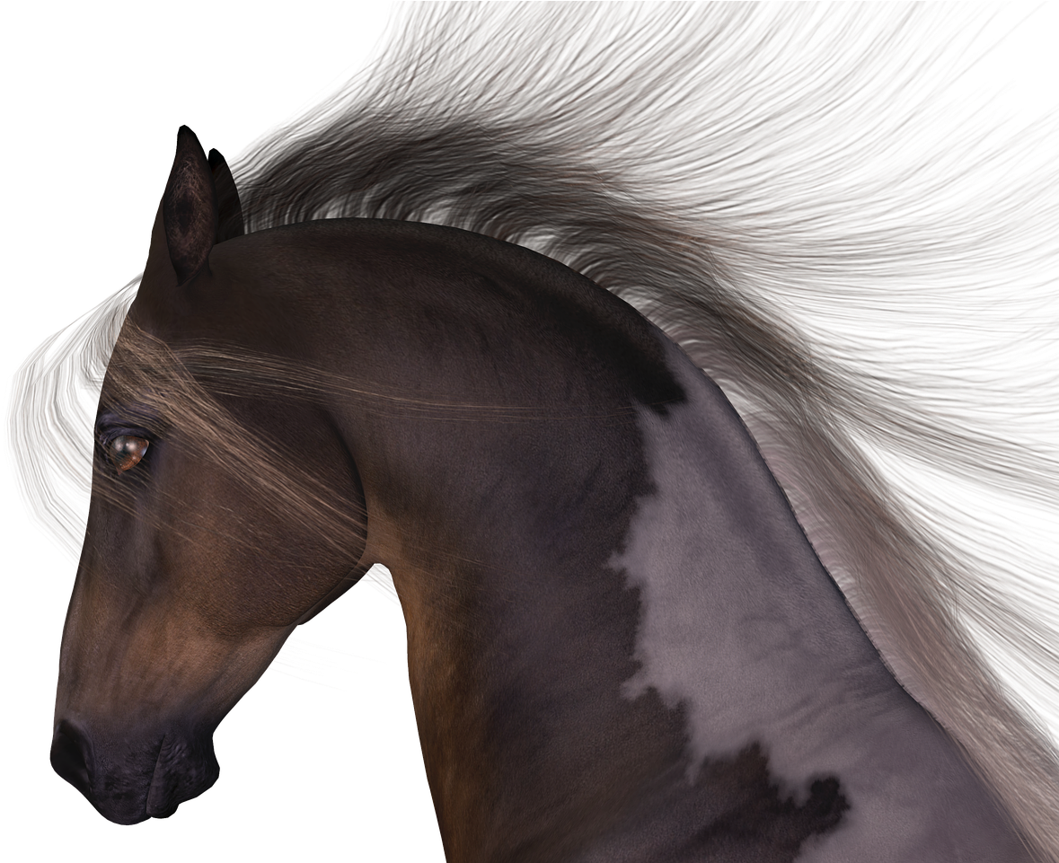 Horse Mane Head - Pretty Girl Horse Shirt Beautiful Appaloosa Equestrian (1280x960), Png Download