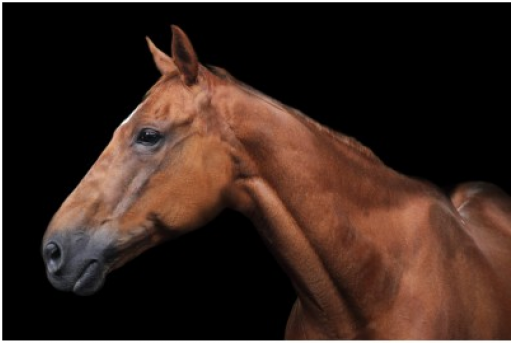 Brown Horse Facing Left, 40 X - Horse (510x510), Png Download