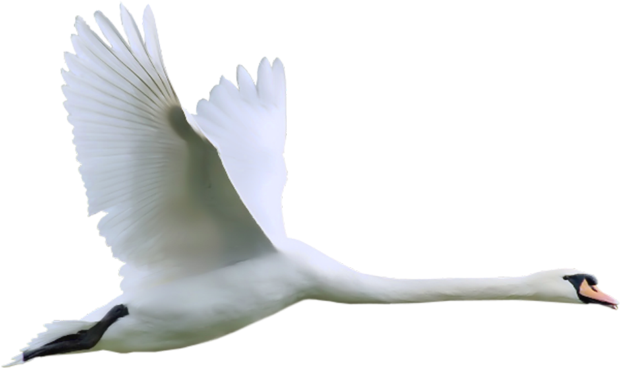 Swan Png (600x356), Png Download