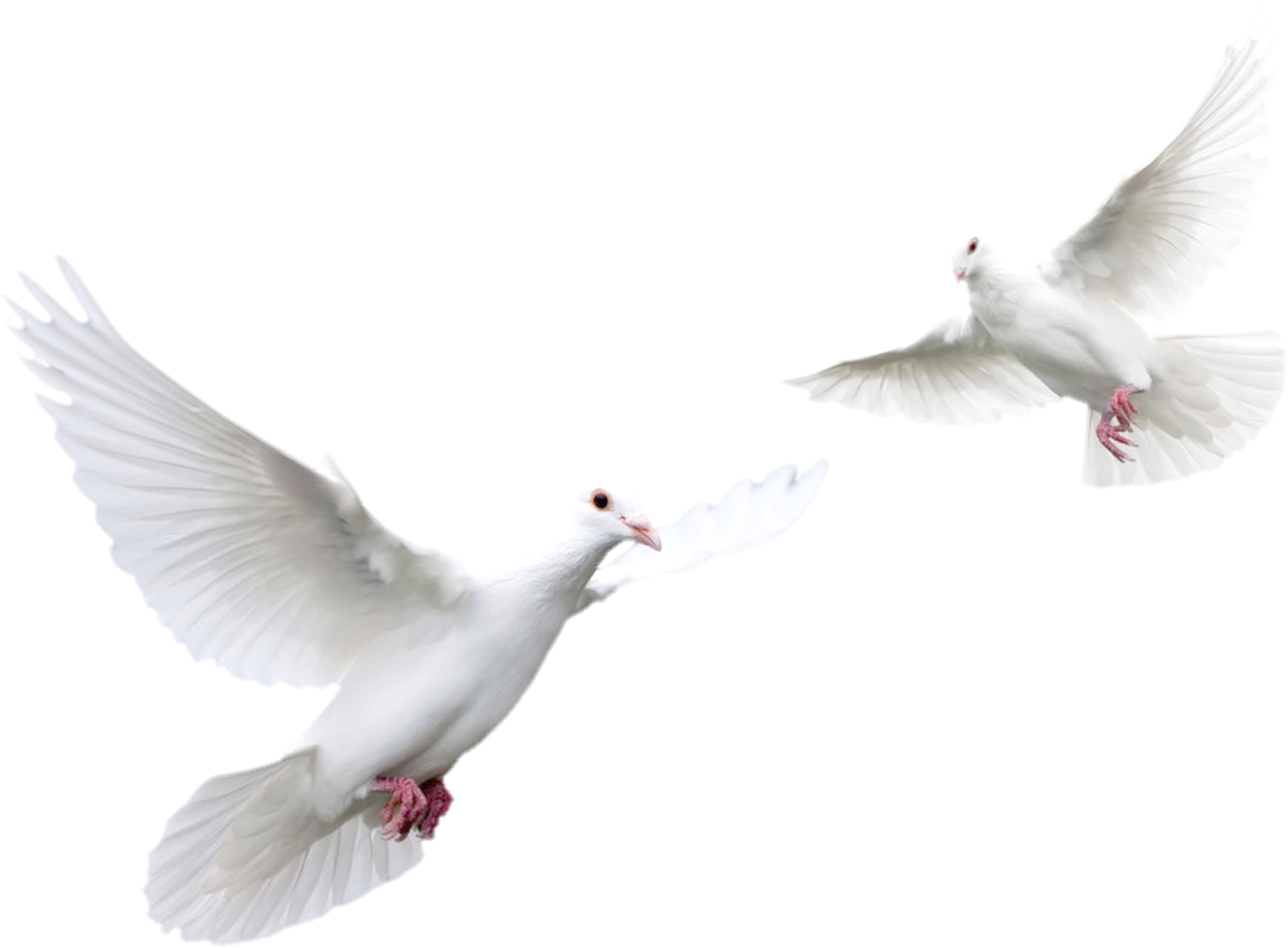 Download Pigeon Png Transparent Images Transparent - Doves Flying Black Background (1500x1125), Png Download
