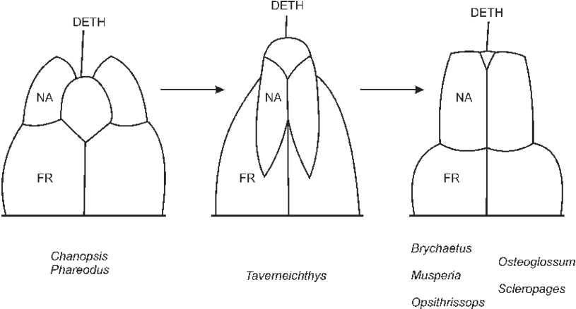 The Evolution Of The Snout Pattern Within The Osteoglossidae, (850x454), Png Download