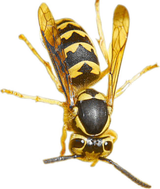 Wasp Png Pic (650x764), Png Download