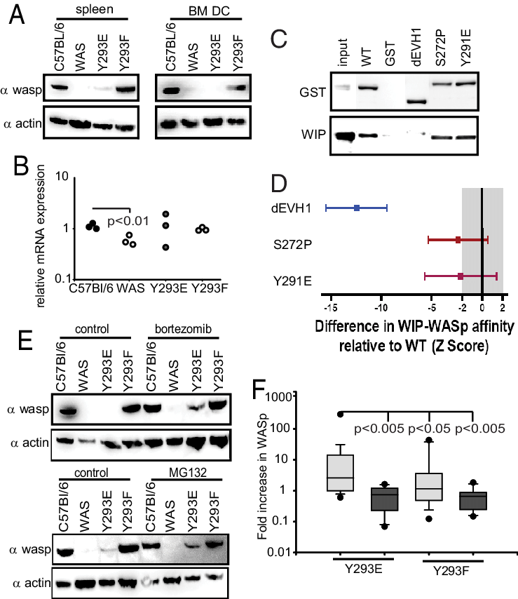 Mutation Of Y293 Dramatically Alters Wasp Protein Levels (739x854), Png Download