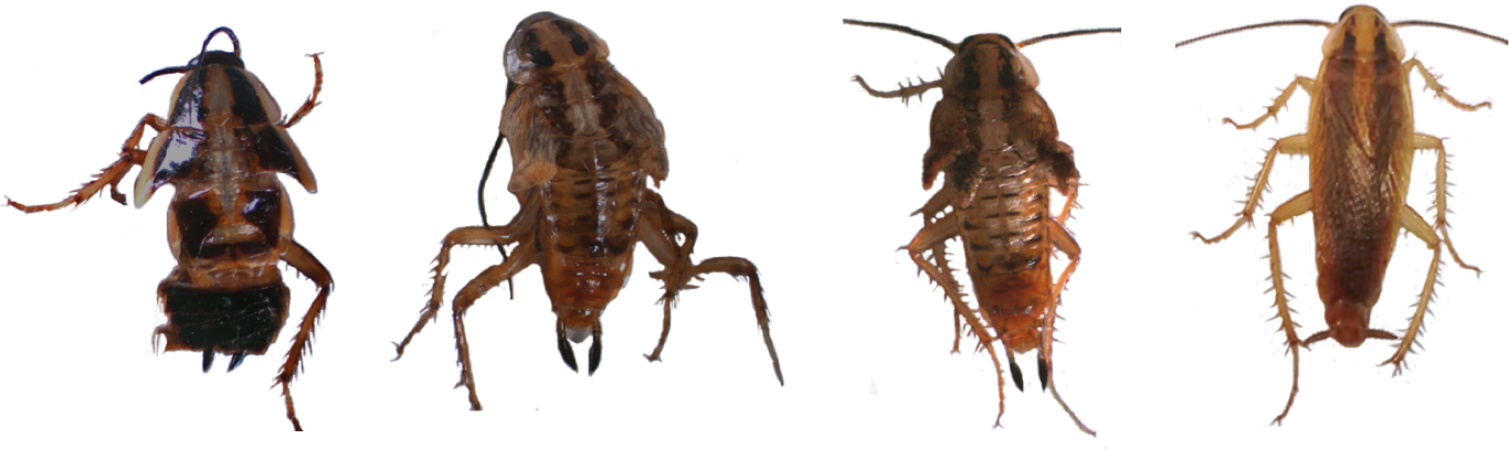 Evolution Of Insect Metamorphosis Lab (1366x408), Png Download