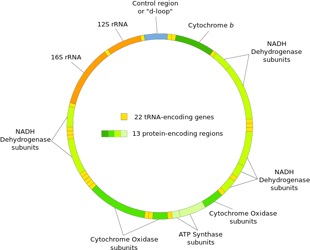 Human Mitochondrial Dna (640x517), Png Download