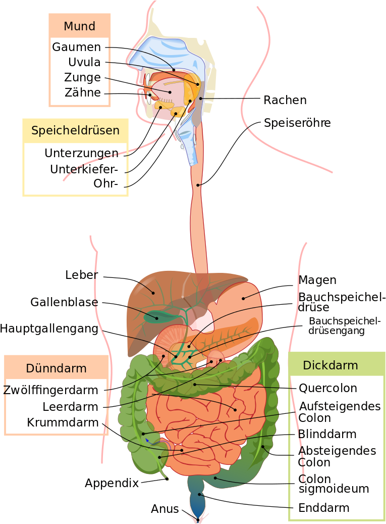 Life Cycle Of Cockroach Wikipedia Pictures (809x1056), Png Download