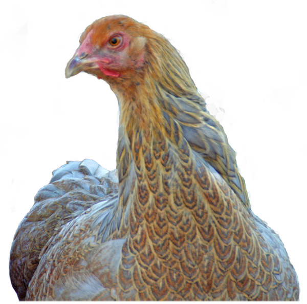 Blue Partridge Brahmas (600x593), Png Download