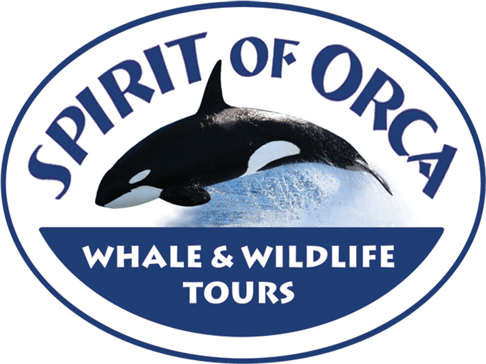 Spirit Of Orca (1000x762), Png Download