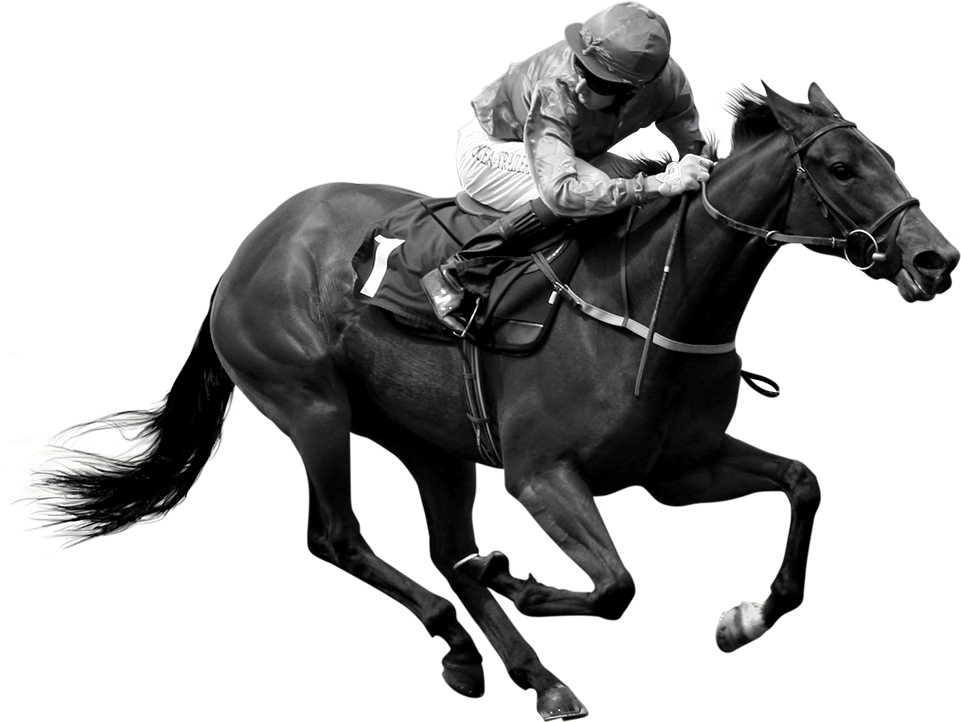 Horses In Training (961x722), Png Download