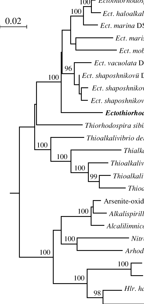 Phylogenetic Tree Showing The Position Of Strain M9 (472x992), Png Download