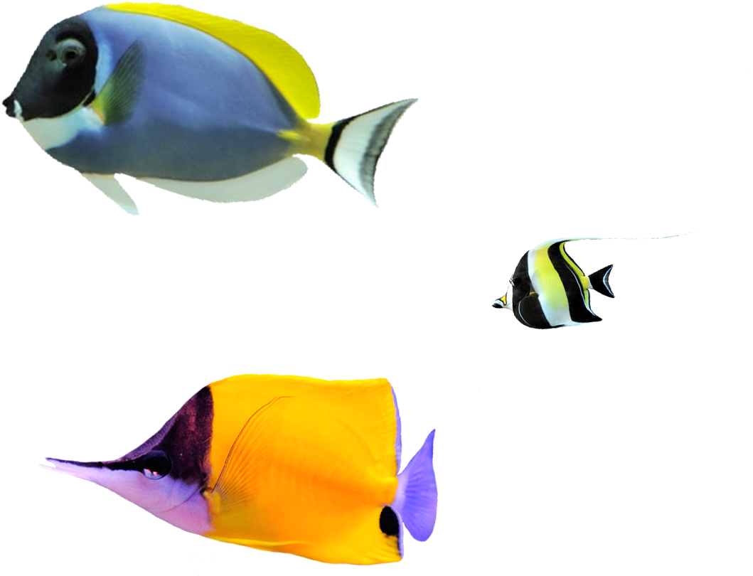 Fondo Burbujas Pez Pez (1200x940), Png Download