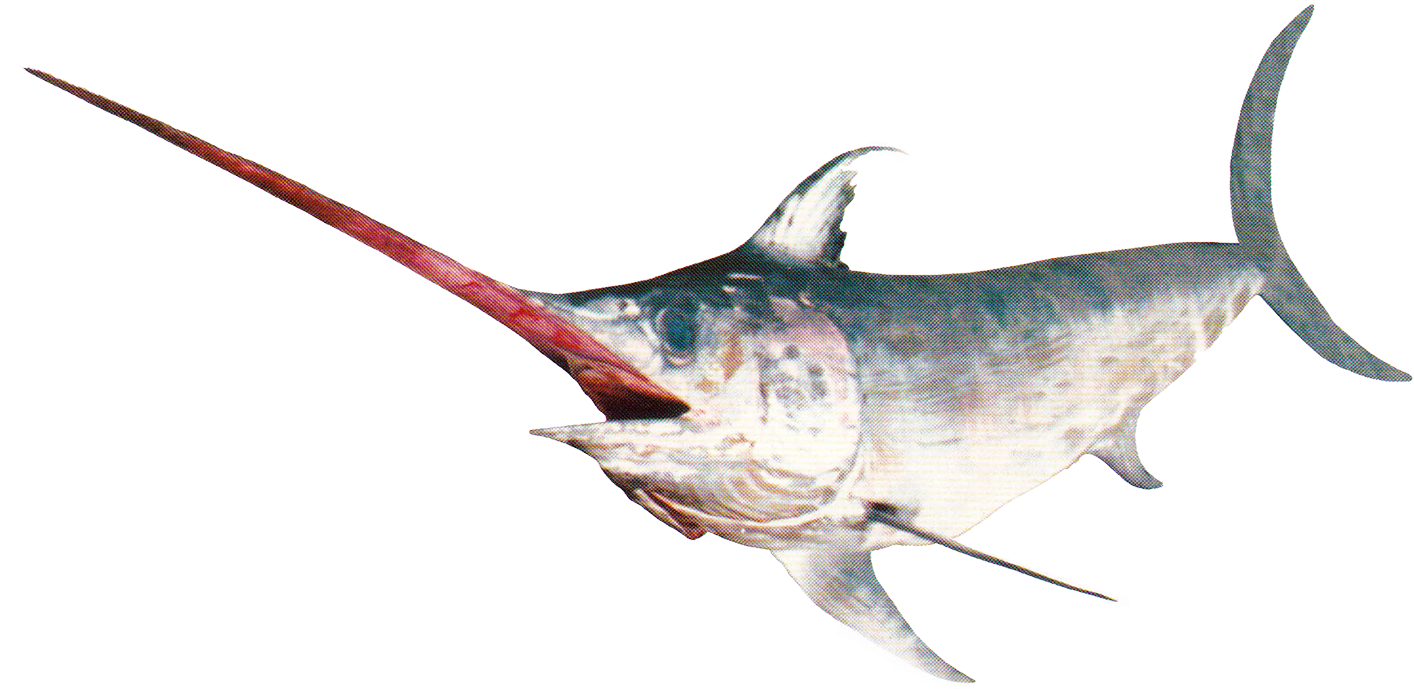Pez Espada Png (1422x688), Png Download