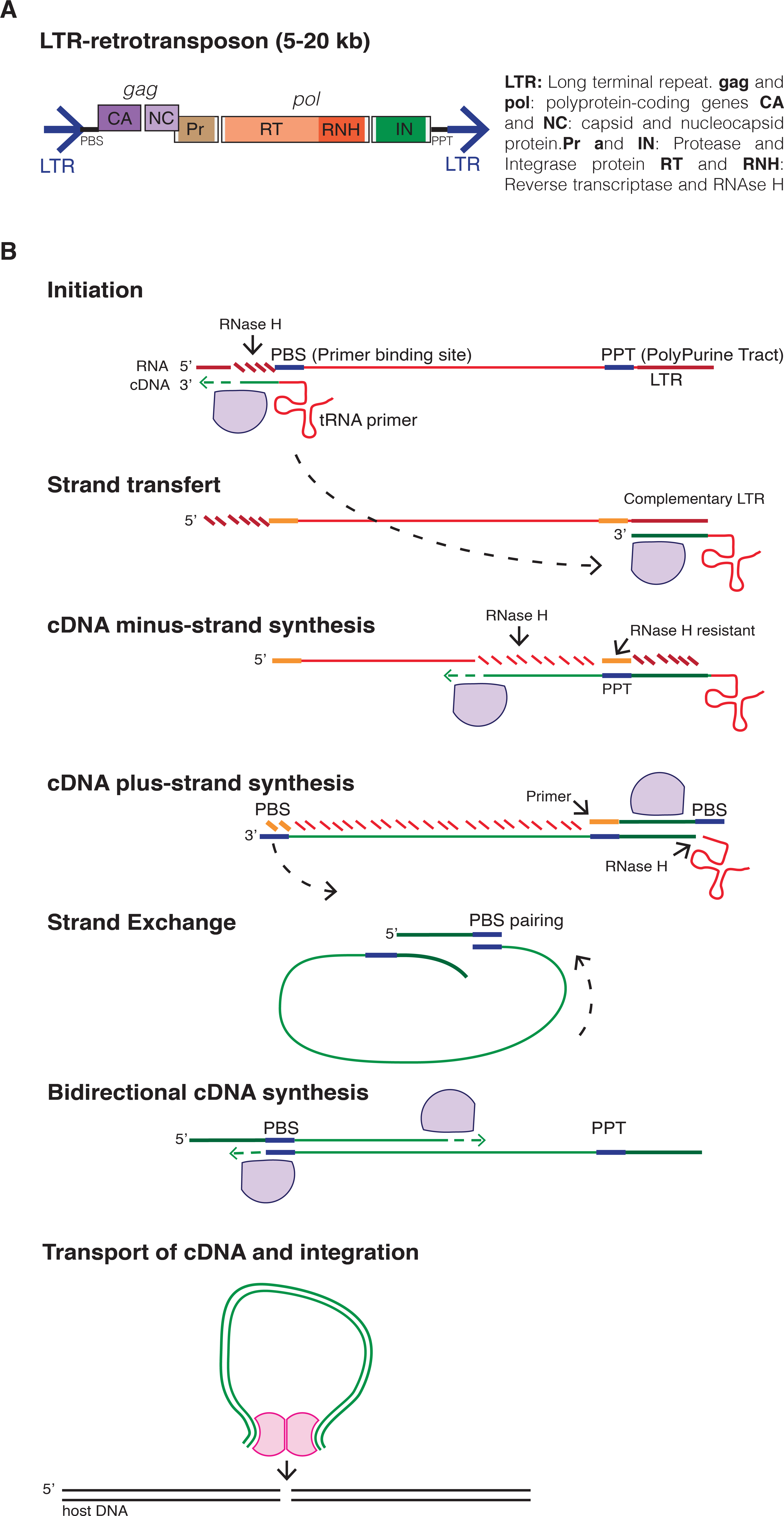 Ltr Retrotransposon (4188x7963), Png Download