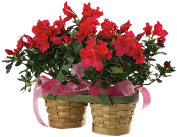 Alluring Azalea (600x600), Png Download