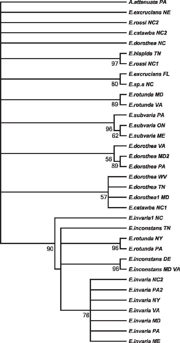 Fifty Percent Majority-rule Consensus Neighborjoining (712x1352), Png Download