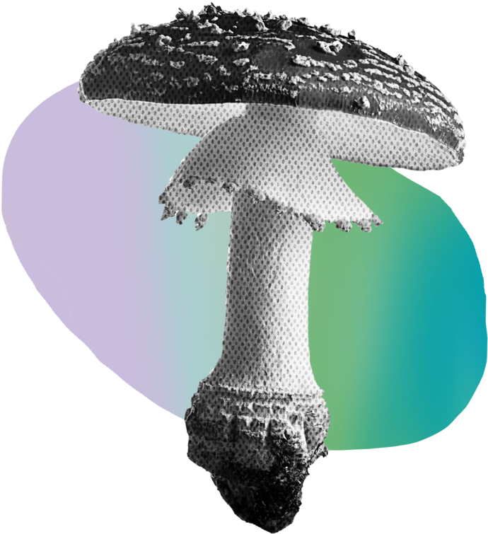 Shroom (1000x878), Png Download