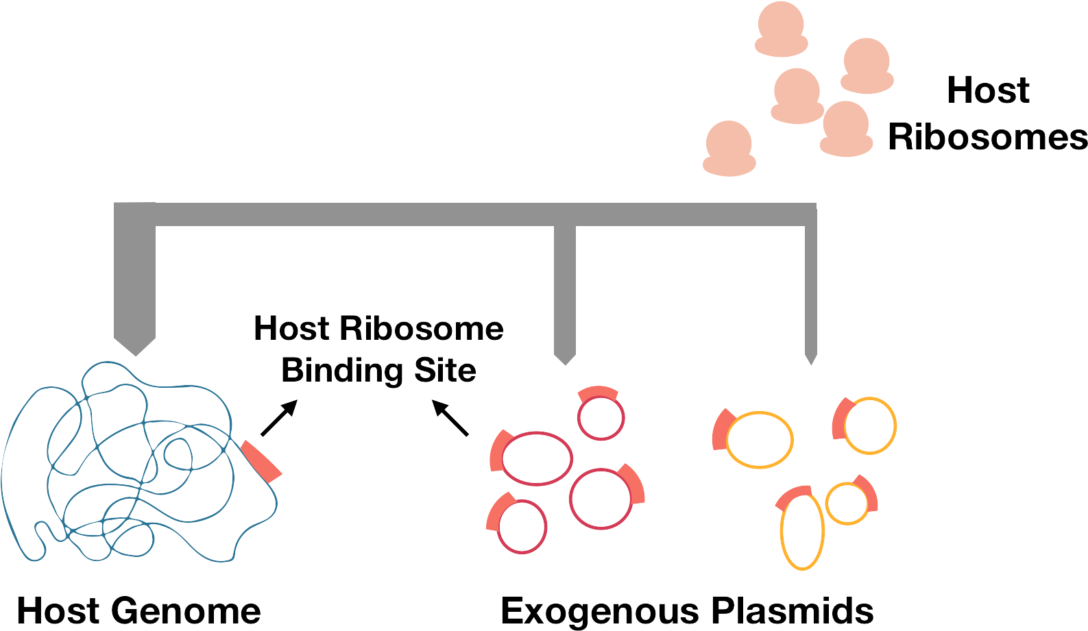 1 Competition Of Ribosomes With Host Genome (1594x926), Png Download