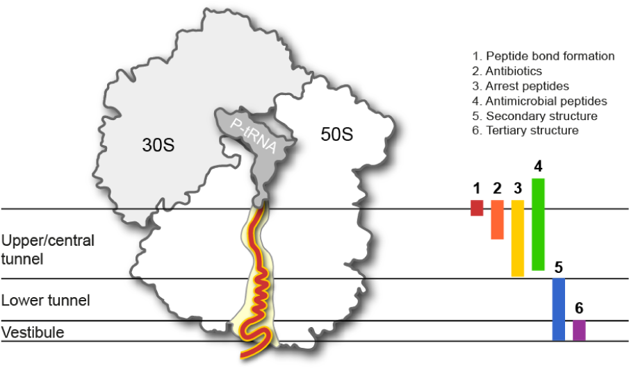 The Ribosomal Exit Tunnel (960x549), Png Download