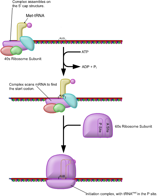Fig 3 Initiation Of Translation Showing Charged Met-trna (606x766), Png Download