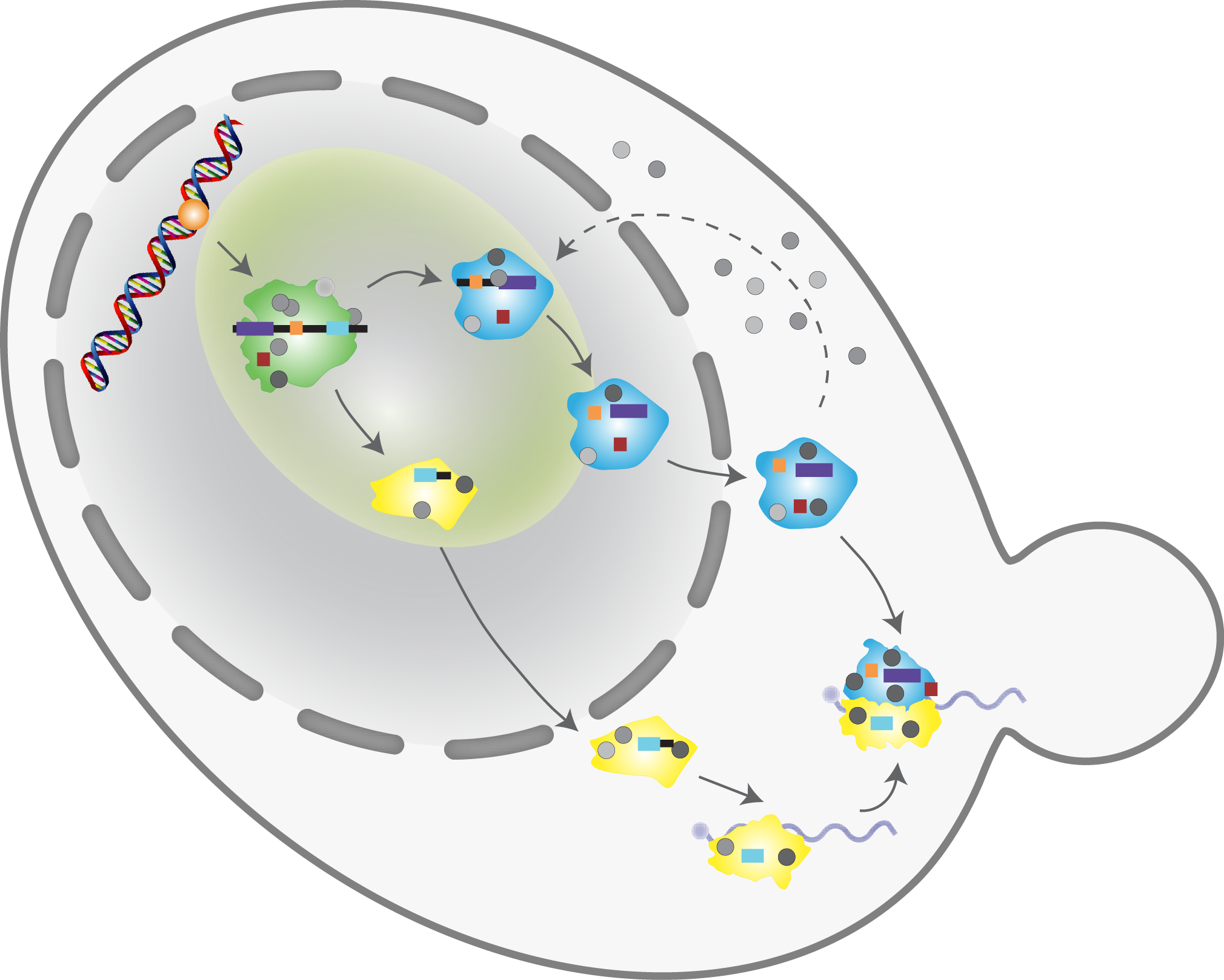 Ribosome Biogenesis (2020x1619), Png Download