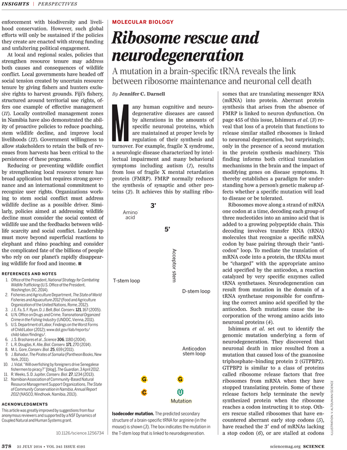Ribosomes Png (729x929), Png Download