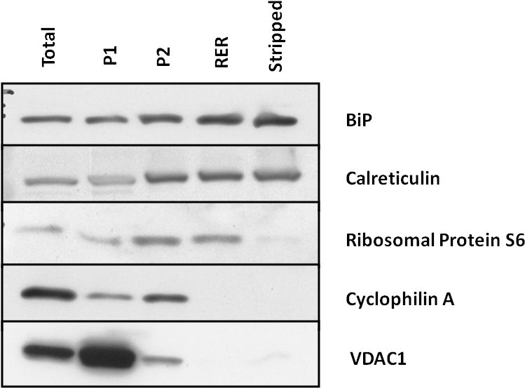 Following The Purification Of Rat Pancreatic Rer By (812x622), Png Download