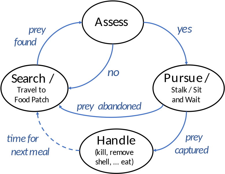 A Basic Foraging Cycle For A Predator, With Some Variations (800x633), Png Download