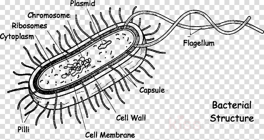 Download Necrotizing Fasciitis Structure Clipart Bacterial (900x480), Png Download