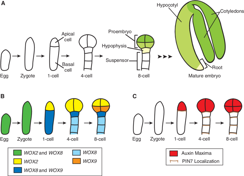 Embryo Development And The Asymmetric Localization (850x614), Png Download