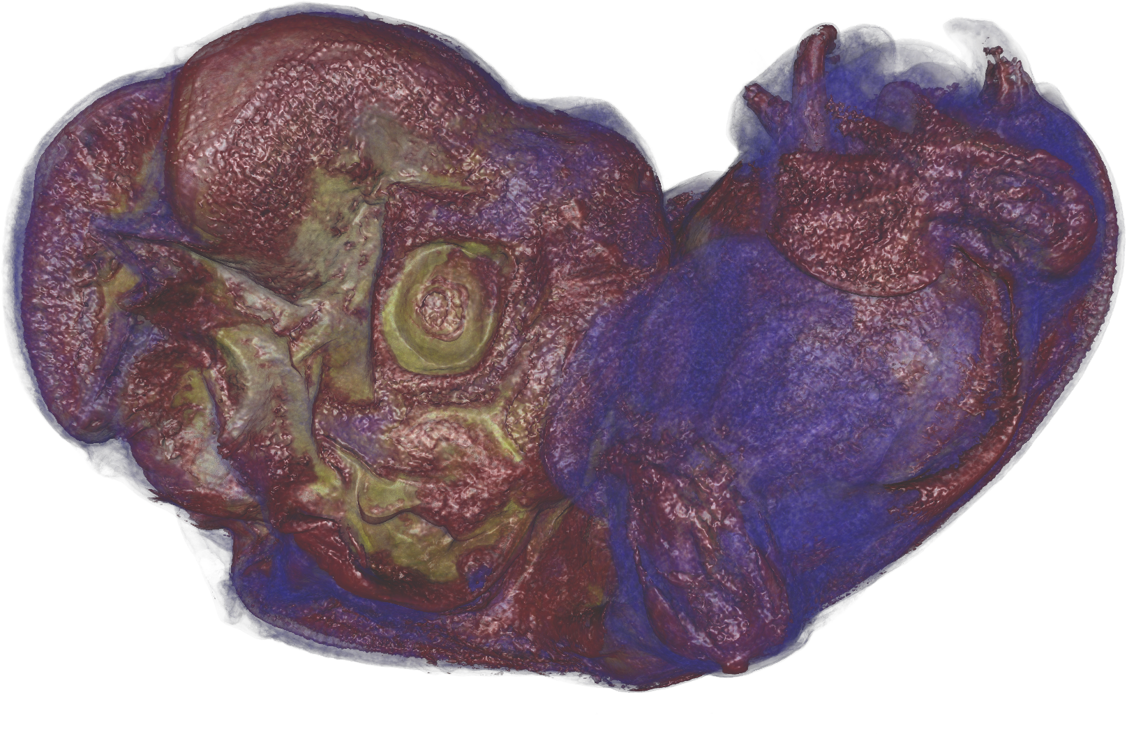 Bat-embryo (1920x1101), Png Download