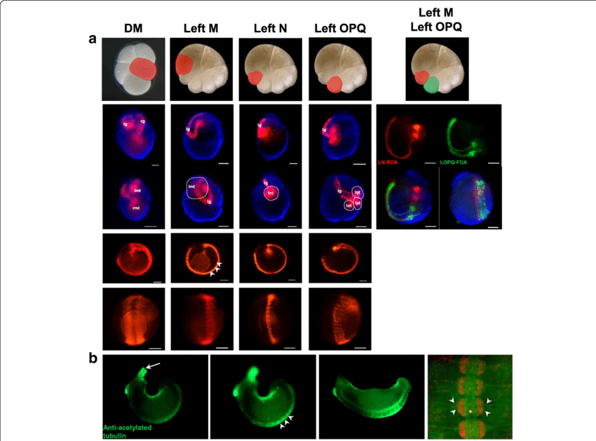 Fluorescent Lineage Tracer Injection And Anti-acetylated (850x629), Png Download