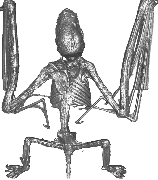 Bat (541x614), Png Download